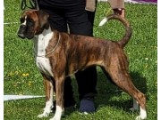 Ransâter, Sverige 30.07.2023 - Kronion's Nikita - CK 2.BTK, Res.CACIB