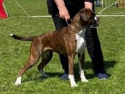 Rosekilde, Danmark. CACIB 15.05.2022 - Kronion`s Nikita - CERT, CACIB, BIM, Cruft- kvalifisert