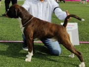 Sandefjord 17.06.2022 - Longsdale's Stay'n Put - CK 1. BHK BIR