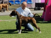 Sandefjord 19.06.2022 - Longsdale's Stay'n Put - 1.BHK BIR - BIG 3  - Cruft kval.