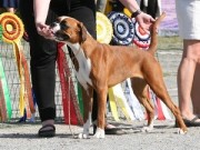Bodø 25.06.2022 - MonolaBoxer`s Becky - BIR valp, BIG, Best in show1 Valp
