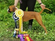 Bodø 26.06.2022 - MonolaBoxer`s Becky - BIR valp, BIG, Best in show3 Valp 