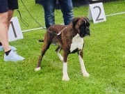 Maura 01.07.2022 - G & T-Hjertebo's Teeny Weeny Tomine - CK cert 1.BTK BIR