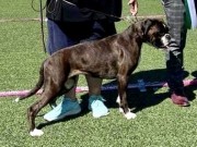 Sandefjord 17.06.2022 - G & G-Hjertebo`s Stargazing Pilar - 1.BTK CACIB BIM