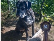 Sandefjord 18.06.2022 - Handlers Pralin - CK, BIM Veteran - Norsk Vinner Veteran 2022