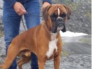 Hamresanden 13.08.2022 - Birkeboxer Edgar - CK 3.BHK CERT
