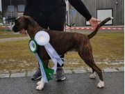 Fauske 07.08.2022 - Crobox Bluebell - CK 1.BTK CACIB BIM