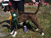 Leukvik, Lofoten 31.07.2022 - Croboxer Bluebell - CK 1.BTK BIR og BIG-4