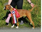 Leukvik, Lofoten 30.07.2022 - Monolaboxers`s Becky - CK 1.BTK CERT BIR