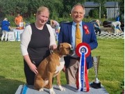 Mo i Rana 14.08.2022 - MonolaBoxer`s Becky - CK 2.BTK CERT - BIR junior og BIS junior 
