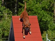 Trysil 10.09.2022 - Kronion`s Nemesis - Agility 1XL - 1.vinner Excellent 