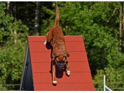 Drammen 27.08.2022 - Kronion`s Nemesis - Agility 1XL - 2. vinner
