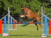 Drammen 28.08.2022 - Kronion`s Nemesis - Agility hopp 1XL- 1.vinner Excellent Napp 