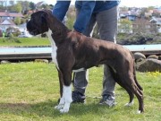 Orre 03.09.2022 - Rexob Honey Queen - CK Cert 4.BTK - BIR Veteran - Norsk utstillingschampion