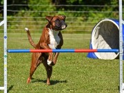 Trysil 11.09.2022 - Kronion`s Nemesis - Agility hopp 1XL - 2. vinner Very good 