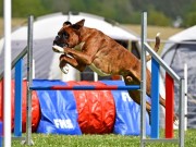 Tønsberg 25.09.2022 - Kronion`s Nemesis - Agility 1XL - 2.vinner Excellent Napp