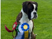 Tvââker, Sverige 09.07.2022 - Engelaiz Joyride - CERT 1.BTK CACIB - BIM - Svensk utstillingschampion 