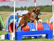 Tønsberg 24.09.2022 - Kronion`s Nemesis - Agility 1XL - 1.vinner Excellent Napp Ny mellomtittel AGI