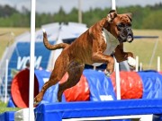 Kløfta 09.10.2022 - Kronion`s Nemesis - Agility hopp 1XL- 4.vinner Excellent Napp Opprykk