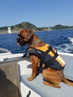 Birkeboxer Edgar mh 5g