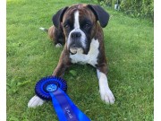 Tønsberg 25.09.2022 - Boxerknock Forever And A Day - Agility kl 2. - 2.vinner, Excellent Ny mellomtittel AGII