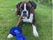 Neslandsvatn 01.08.2022 - Boxerknock Forever And A Day - Agility hopp kl 2. - 2.vinner, Very good