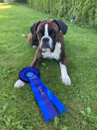 Boxerknock Forever And A Day Phoebe 2.V