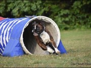 Kongsvingerhallen 26.11.2022 - Boxerknock Ignorance Is Bliss  - Agility hopp 1XL- 1.vinner Excellent Napp Opprykk 