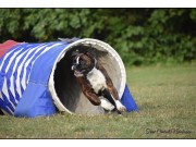 Provithallen 19.11.2022 - Boxerknock Ignorance Is Bliss - Agility hopp 1XL- 2.vinner Verygood