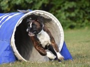 Tønsberg 24.09.2022 - Boxerknock Ignorance Is Bliss - Agility 1XL - 1.vinner Excellent