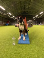 Boxerknock Ignorance Is Bliss_Klubbmester agility