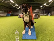 Neslandsvatn 02.08.2022 - Boxerknock Ignorance Is Bliss - Agility 1XL - 1.vinner Excellent Napp - Opprykk