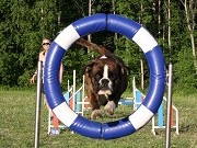 Brekke, Oslo 03.09.2022 - Boxerknock Forever And A Day - Agility hopp kl 2. - 1.vinner, Excellent, napp ny mellomtittel AGHII