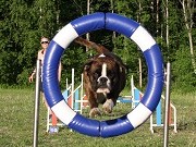 Brekke, Oslo 03.09.2022 - Boxerknock Forever And A Day - Agility hopp kl 2. - 6.vinner, Excellent