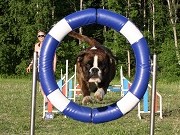 Brekke, Oslo 03.09.2022 - Boxerknock Forever And A Day - Agility kl 2. - 3.vinner, Excellent Gullmerket