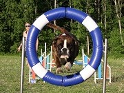 Tønsberg 25.09.2022 - Boxerknock Forever And A Day - Agility Hopp kl 2. - 3.vinner, Excellent, Napp - Opprykk