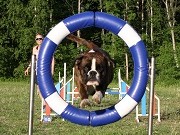 Neslandsvatn 01.08.2022 - Boxerknock Forever And A Day - Agility hopp kl 2. - 1.vinner Excellent Napp Gullmerket