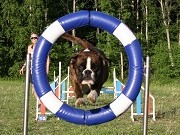 Tønsberg 24.09.2022 - Boxerknock Forever And A Day - Agility Hopp kl 2. - 3.vinner, Very Good