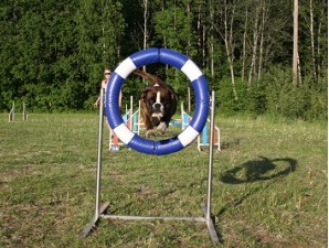 Boxerknock Forever And A Day Phoebe hjul 5g