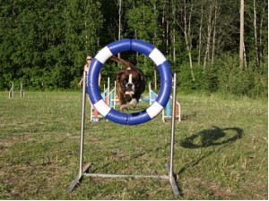 Boxerknock Forever And A Day Phoebe hjul 5g