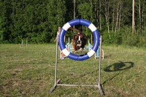Boxerknock Forever And A Day Phoebe hjul 5g