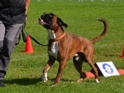 Skien 27.08.2022 - Birkeboxer Primo - Rallylydighet kl 1. - 1.premie, 182 poeng