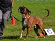 Stavanger 05.11.2022 - Birkeboxer Primo - Rallylydighet kl 1. - 1.premie, 186 poeng