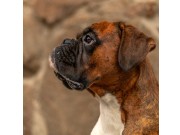 Kongsvingerhallen 04.11.2022 -  Kronion`s Nemesis - Agility 1XL - 1.vinner Very good 