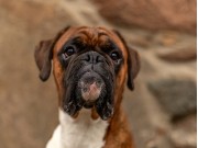 Kongsvingerhallen 04.11.2022 -  Kronion`s Nemesis - Agility 1XL - 2.vinner Good 