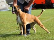 Sandefjord, Norsk vinner 18.06.2022 - Almighty Andrina - BIR Valp - Norsk Vinner Valp 2022