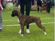 Vejen, Danmark CACIB 19.06.2022 - Rexob Sea Queen - CK 2.BHK CERT R.CACIB - Dansk Utstillingschampion