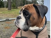 Fredrikstad 26.11.2022 - Hotbox One Hot Sweetheart - Smeller kl 1. 1.premie Napp