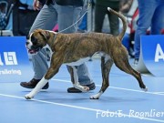 Sandefjord 27.11.2022 - MonolaBoxer`s Baloo - Excellent 