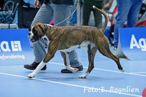 Monolaboxer Baloo NKK